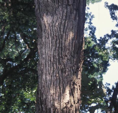 Smooth patch on oak.