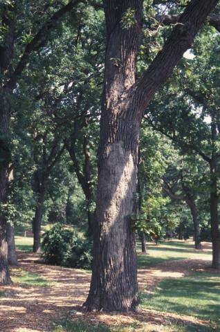 Smooth patch on oak.