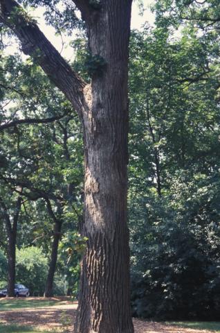 Smooth patch on oak.