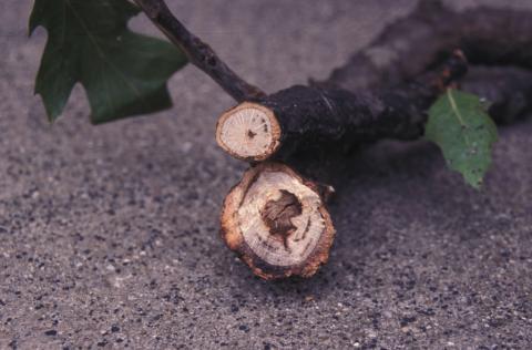Vascular streaking due to the oak wilt pathogen.