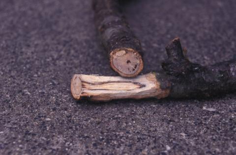 Vascular streaking due to the oak wilt pathogen.