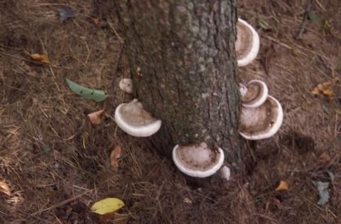 Wood rot shelf fungi on rotting tree.
