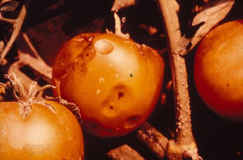 Anthracnose on tomato - note depressions in the fruit.