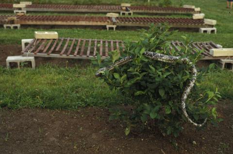 Blow-up snake used to protect blueberries from birds
