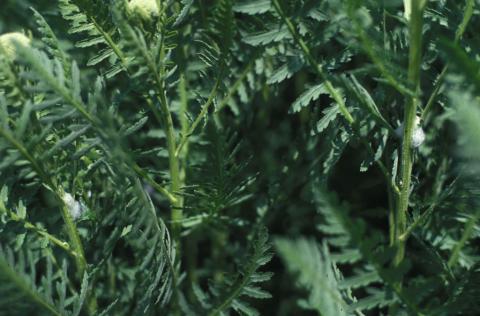 Spittlebug on yarrow
