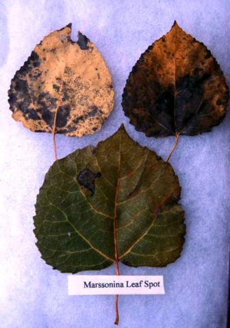 Marssonia leaf spot on poplar.