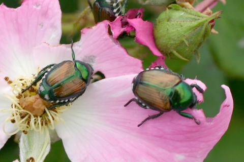 Japanese beetle adult