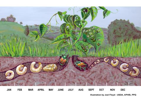Japanese beetle life cycle (Source: USDA)
