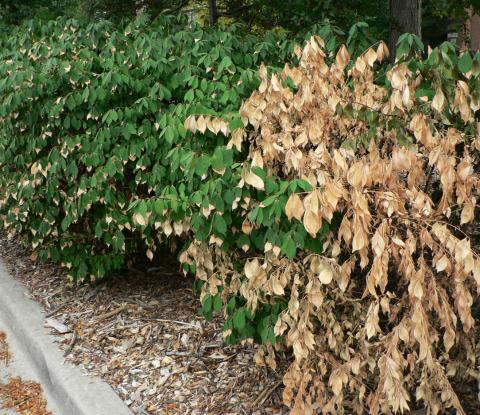 drought killed euonymous