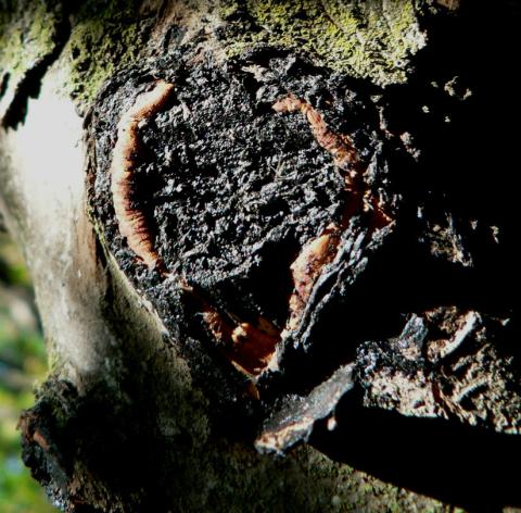 Tree tars and paints do NOT stop wood rots, most insects, or bleeding.