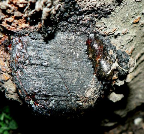 Tree tars and paints do NOT stop wood rots, most insects, or bleeding.