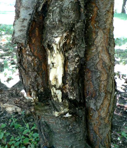 Wood rot fungi often enter through trunk injuries. The callus tissue may roll in and mask the rotting process.
