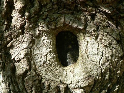 Wood rot fungi frequently enter through pruning cuts.