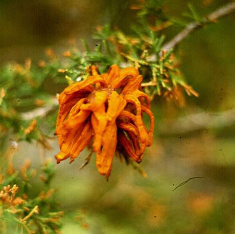 Telial stage of apple rust on juniper.