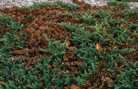 Die-back due to phomopsis and kabatina cankers.