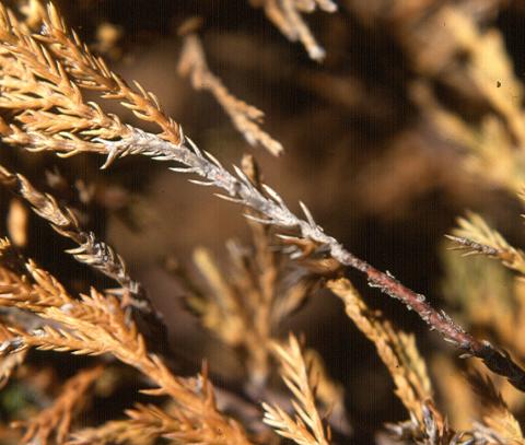 Phomopsis blight of juniper. Girdling lesion is gray area.