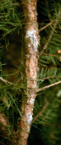 "Bleeding" cytospora canker on spruce. 