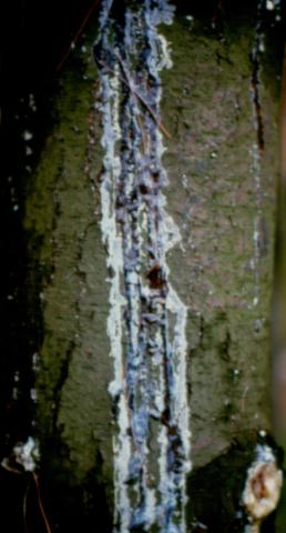 "Bleeding" canker on pine.