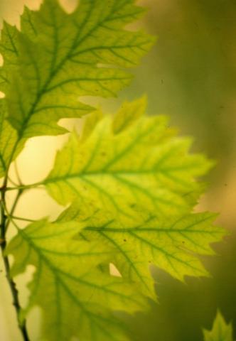 chlorotic oak leaves - veins still green - plant still treatable