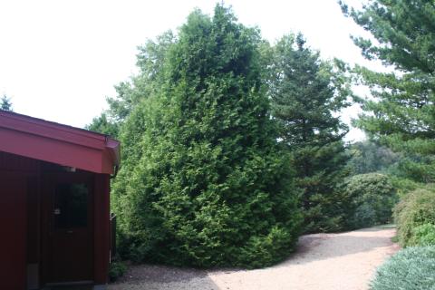 Western Arborvitae