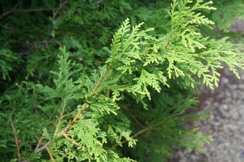 Needles of Western Arborvitae