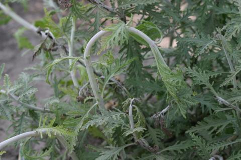 Triclopyr (PGR) herbicide drift on Russian sage.