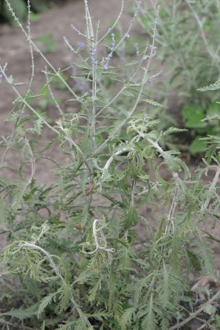 Trimec (PGR) herbicide drift on Russian sage. 