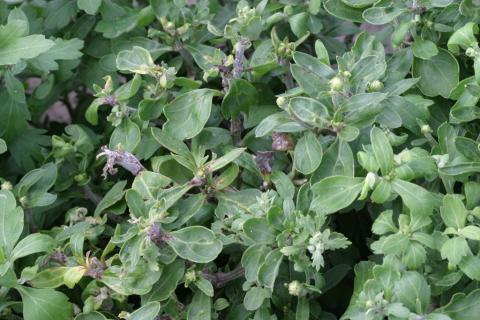 Trimec (PGR) herbicide drift on mum.