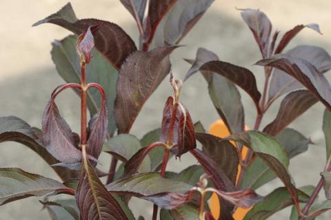 Trimec (PGR) herbicide drift on wegelia.