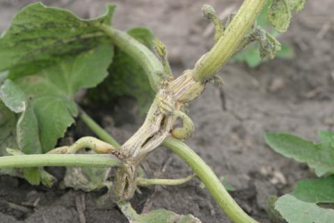 Triclopyr (PGR) herbicide drift on pumpkin.