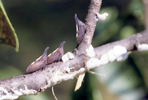 Twomarked treehopper adults and egg froth on wafer ash. P. Nixon.