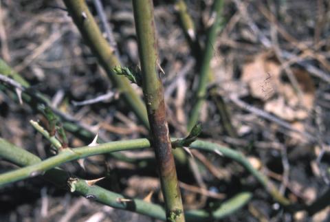 Fresh canker on rose.