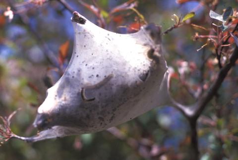 Eastern tent caterpillar tent-web