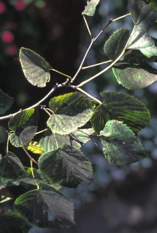 Sooty mold growth on leaves.