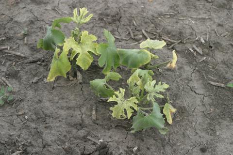 Glyphosate herbicide drift on pumpkin (cucurbit).