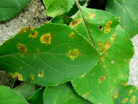 Apple rust - sporangium stage.