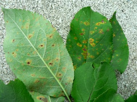 Apple rust - sporangium stage and beginning of aecial stage.