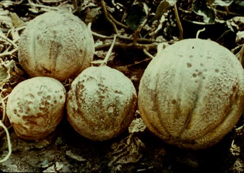 Anthracnose on cantaloupe fruit.