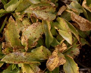 Anthracnose on hosta