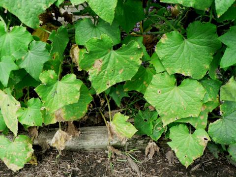 Anthracnose on cucumber leaves. Frequently starts on leaves close to the soil and spreads upwards.