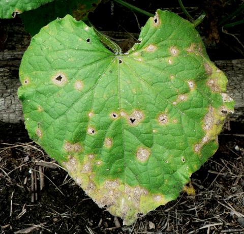 Anthracnose on cucumber leaf.