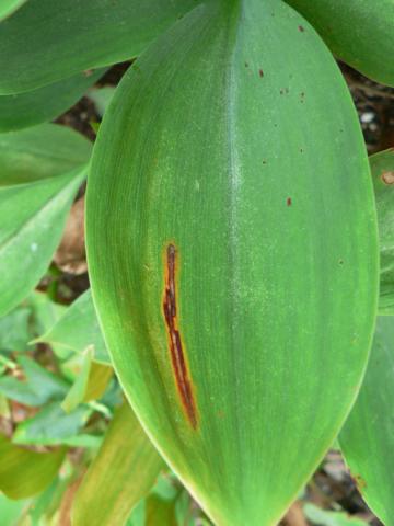 Anthracnose on lily of the valley.