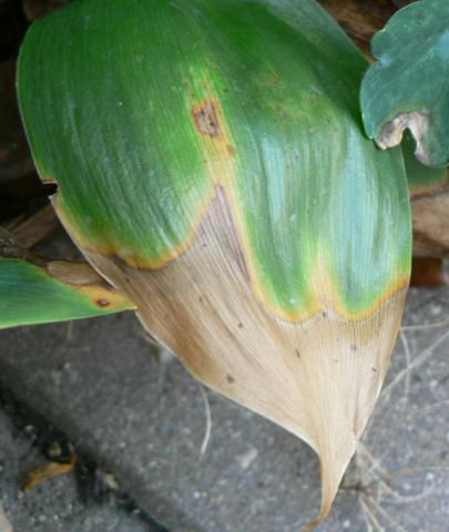 Anthracnose on lily of the valley.