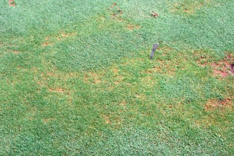Anthracnose symptoms on poa.
