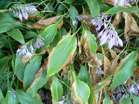 Anthracnose on hosta.