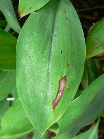 Anthracnose on lily of the valley.