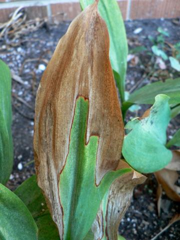 Anthracnose on lily of the valley.