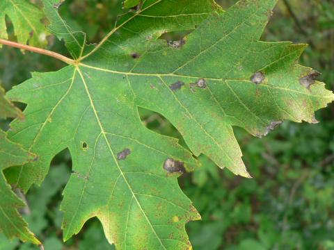 Anthracnose on silver maple.