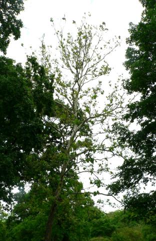 Sycamore anthracnose