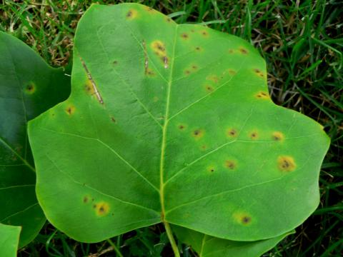 Anthracnose on tulip tree.